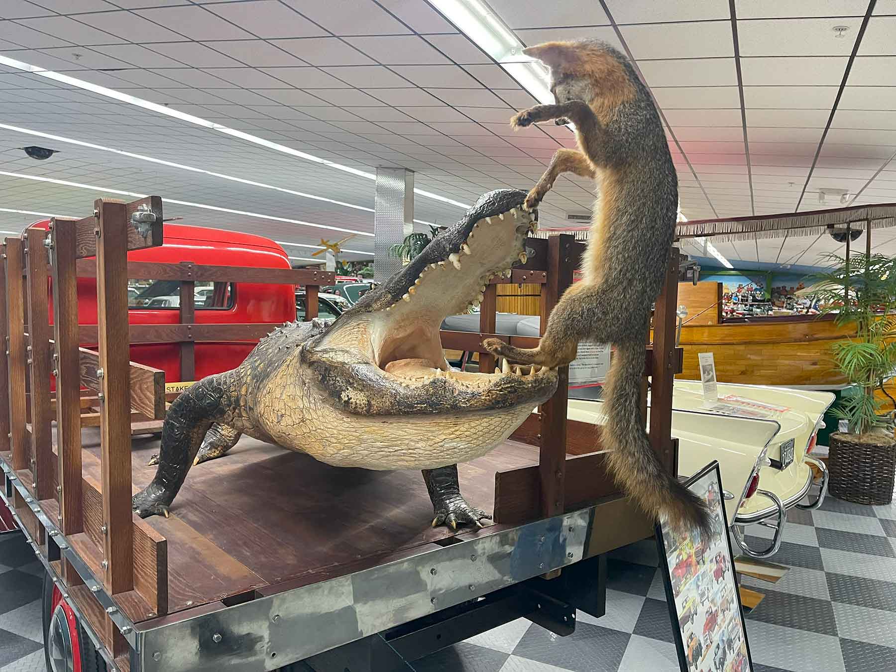 Fox and Alligator Display at the Tallahassee Car Museum